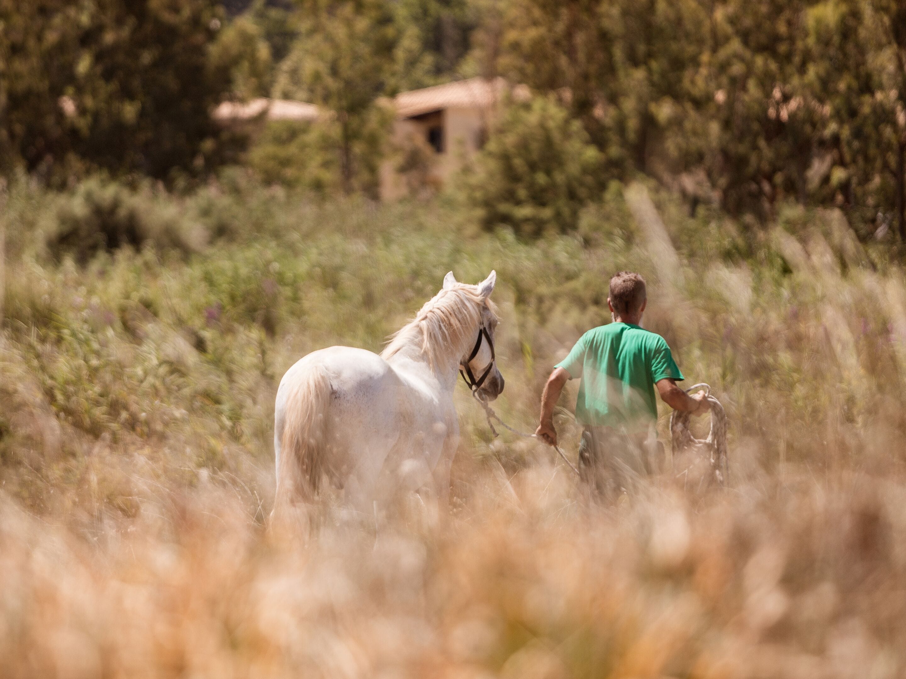 A person leading a white horse through a grassy field with trees and a building in the background.