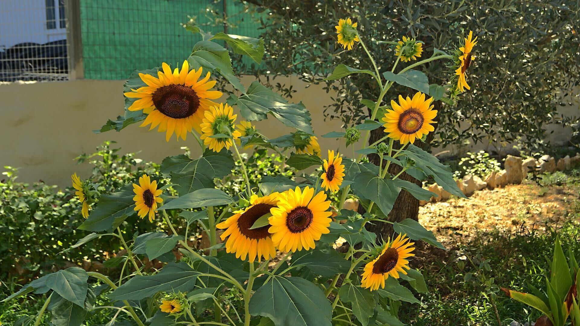 A garden with sunflowers and a green fence in the background.