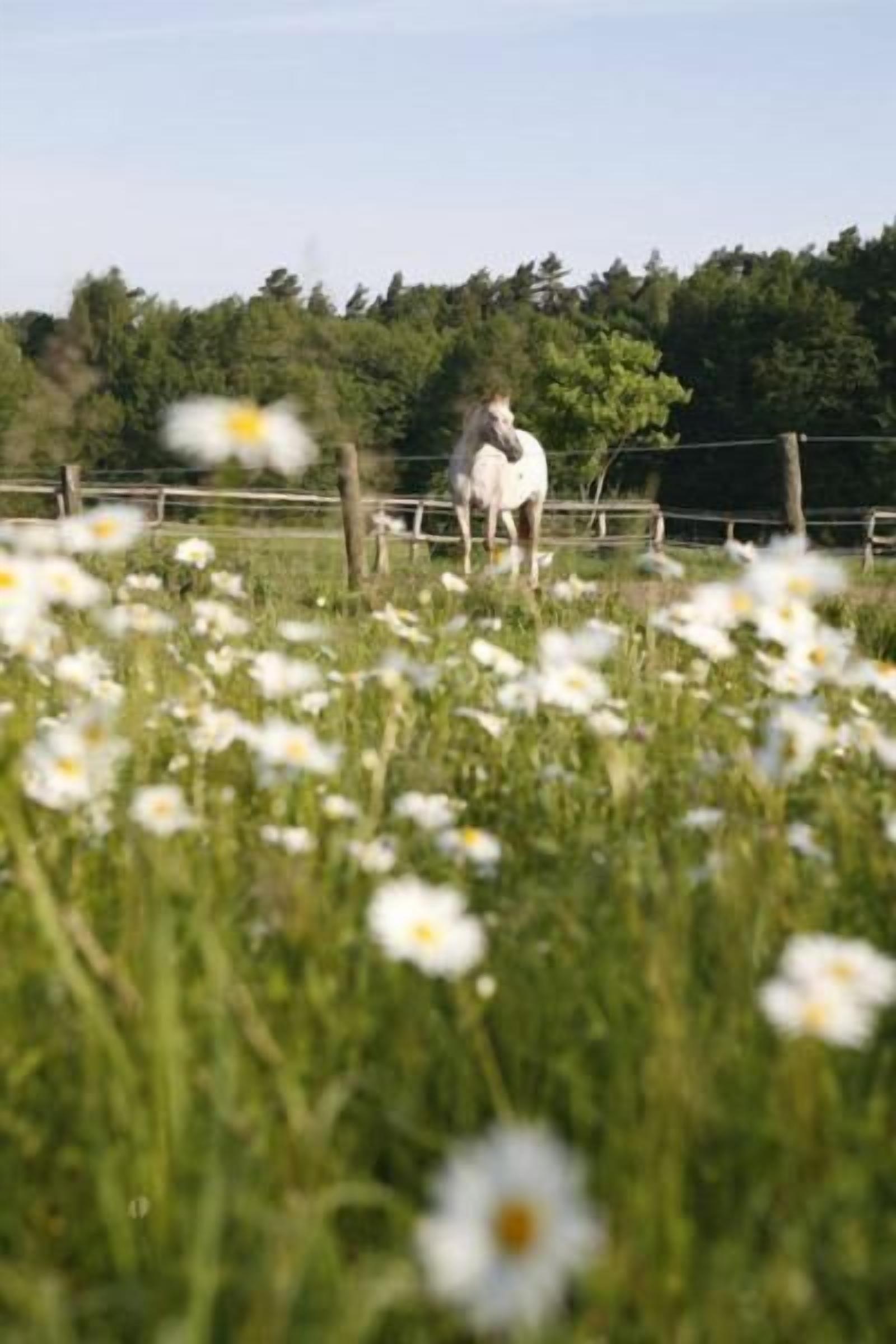 Photo - Gut Sarnow - Hotel und Restaurant