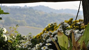 Blick durch einen Holzzaun auf ein Feld mit Margeriten und gelben Blumen im Vordergrund, und eine unscharfe Hügellandschaft im Hintergrund.