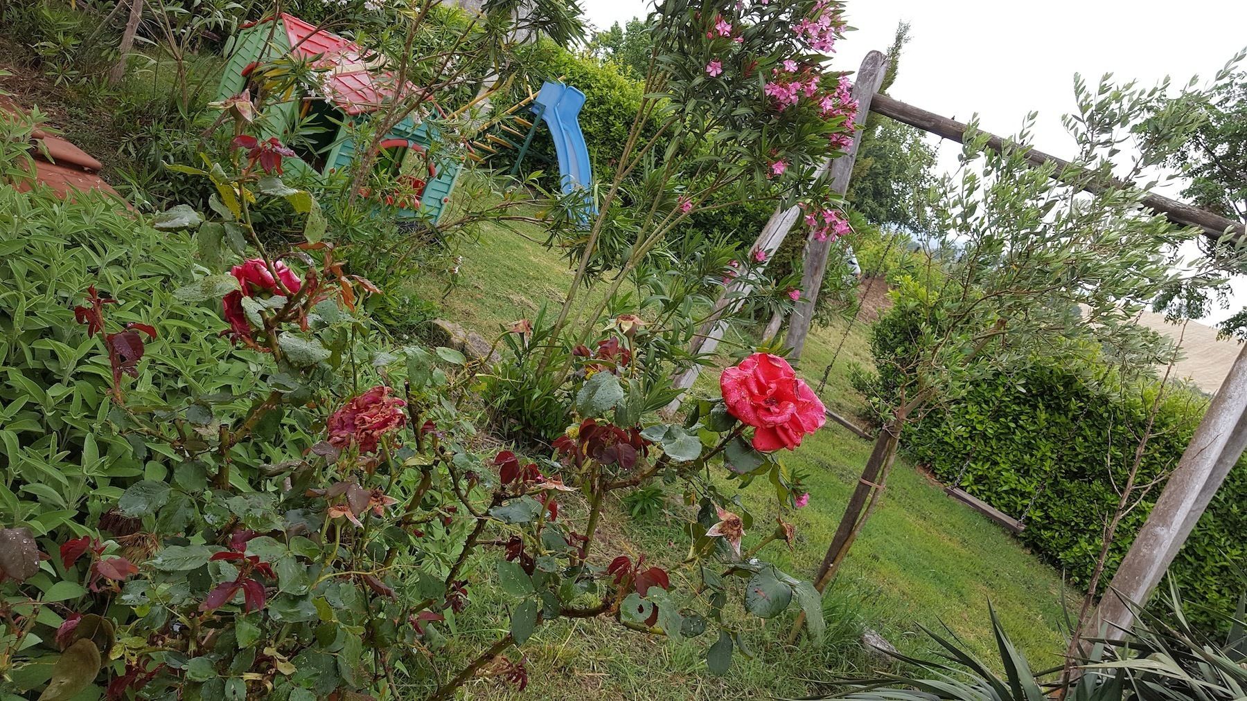 A garden with rose bushes and a wooden trellis.