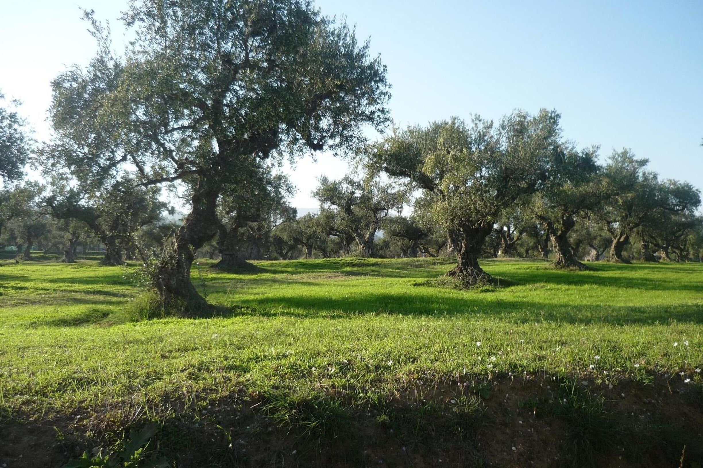 A grassy field with several large trees.