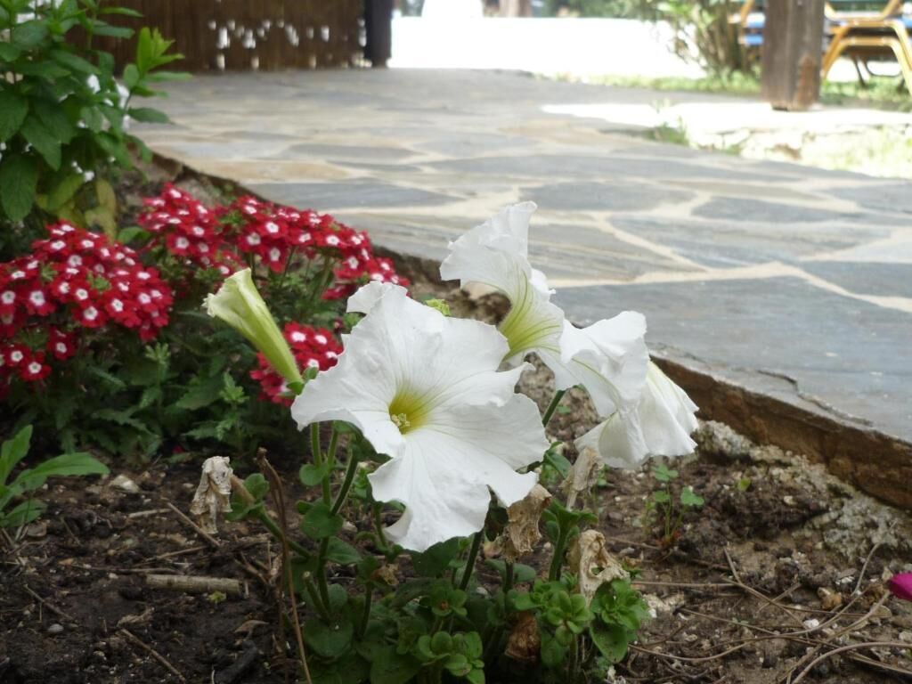 Ein Garten mit weißen Blüten und einem Steinweg.