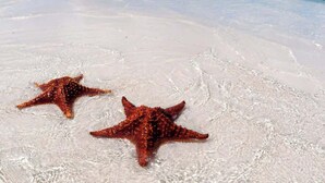 Zwei Seesterne liegen auf einem Sandstrand mit klarem türkisblauem Wasser und einer entfernten Küste.