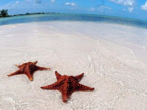 Dos estrellas de mar sobre una playa arenosa con agua turquesa cristalina y una costa distante.