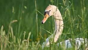 A swan in a grassy field. - 2-bed Woodland Lodge with private hot tub and expansive views. (Forres)