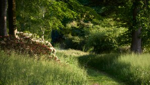 Un sentier qui traverse un parc, bordé d’arbres et recouvert d’herbe.