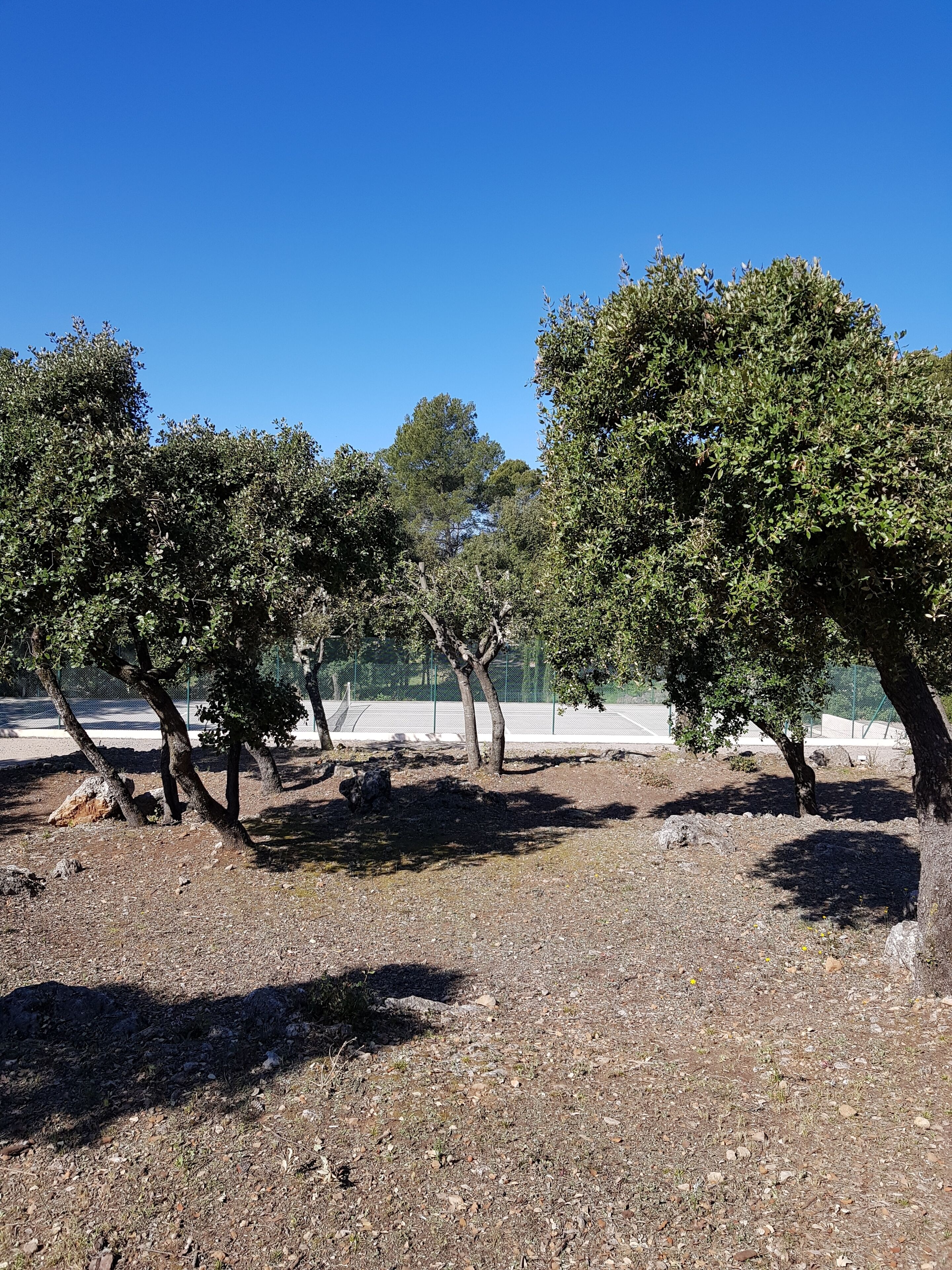 An outdoor area with trees and a fenced tennis court.