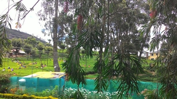 A lush garden with a variety of plants and flowers, a well-maintained lawn, and a clear view of a distant building.