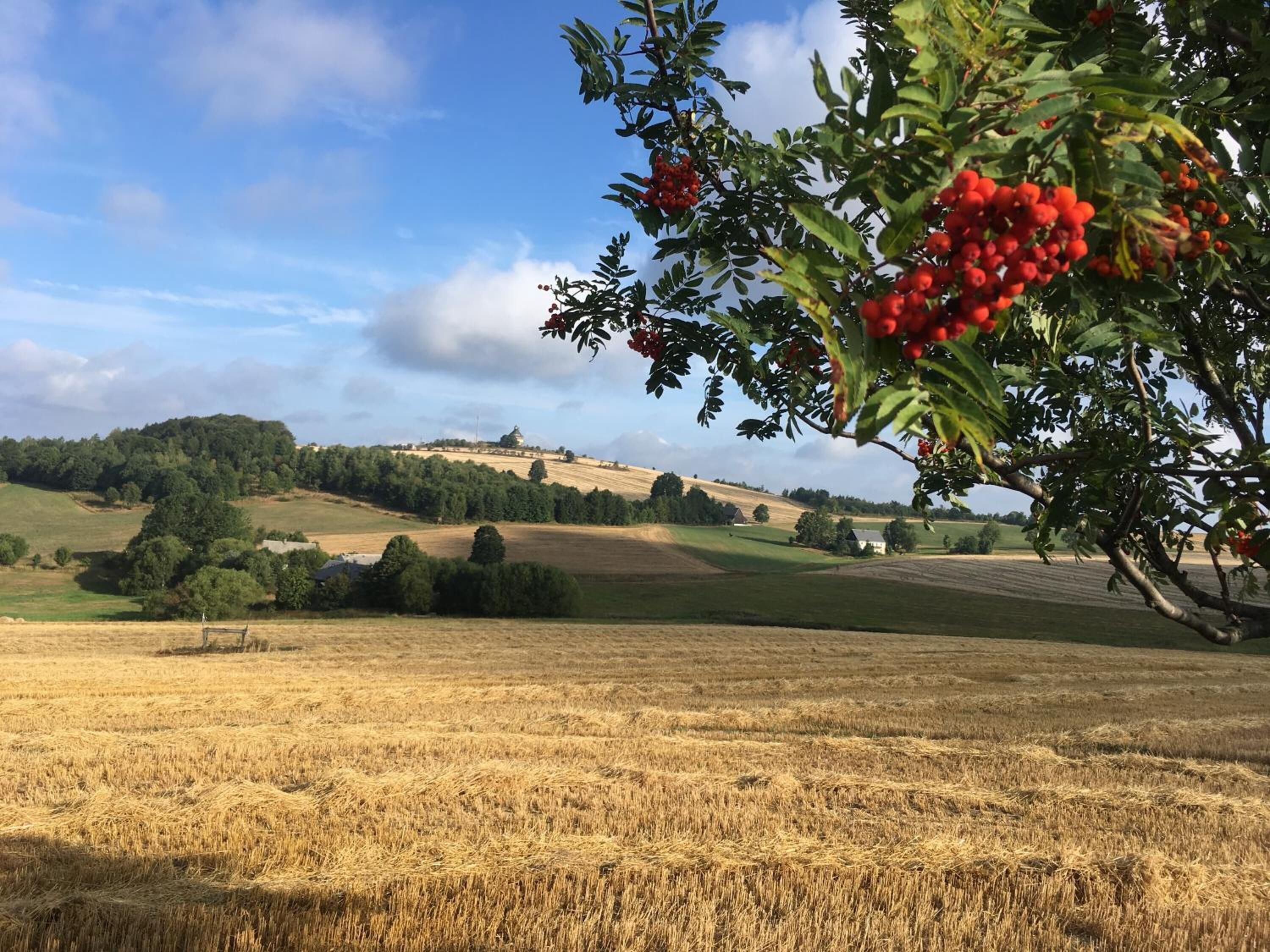 A rural landscape with a field of golden wheat, a hill with a building, and a tree with red berries.