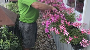 A man in a green shirt and gray shorts standing next to a window with pink flowers. - Oldfruen De luxe (Vaeggerlose)
