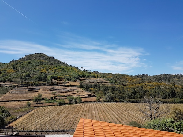 A vineyard with terraced fields and a hill in the background. - A Casa do Professor (Carrazeda de Ansiaes)