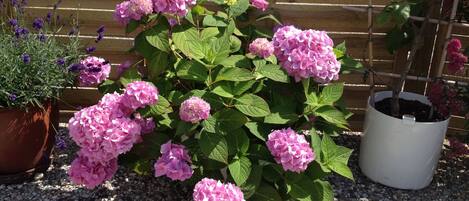 A garden with pink hydrangea plants and a wooden fence in the background.