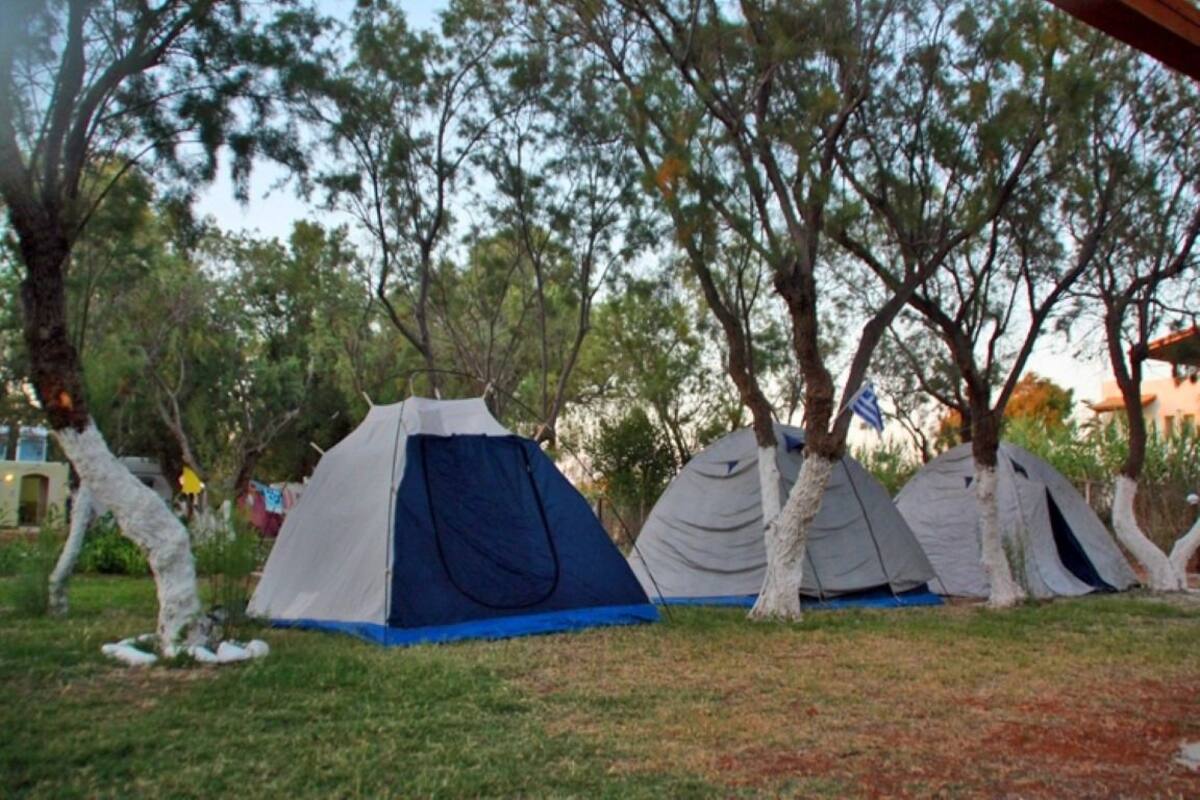 A campsite with multiple tents set up among trees.