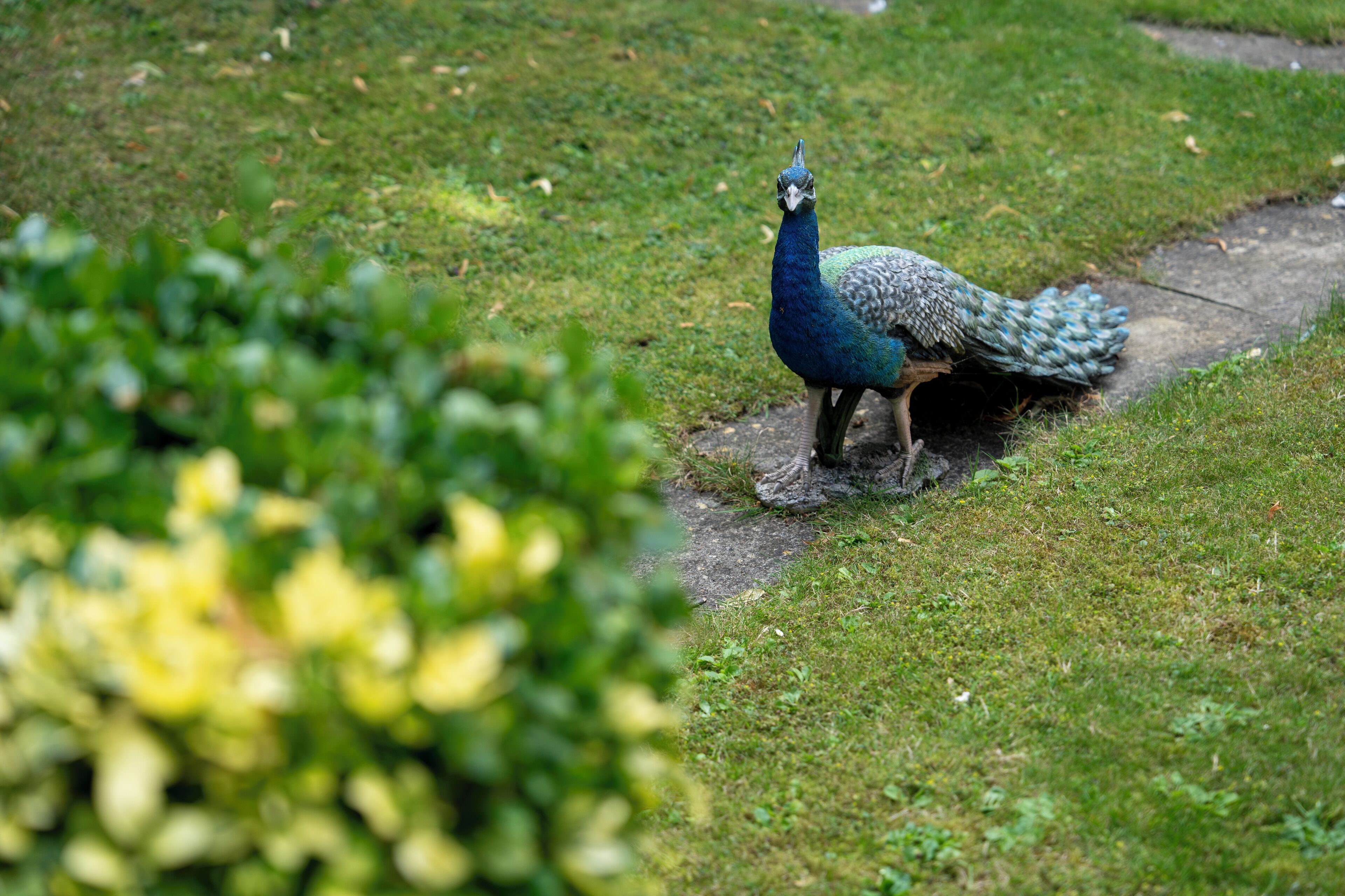 A peacock standing on a grassy path.