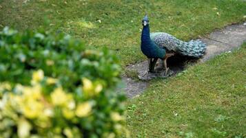 A peacock standing on a grassy path.