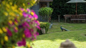 Jardín con un pavo real, un banco y un pabellón.