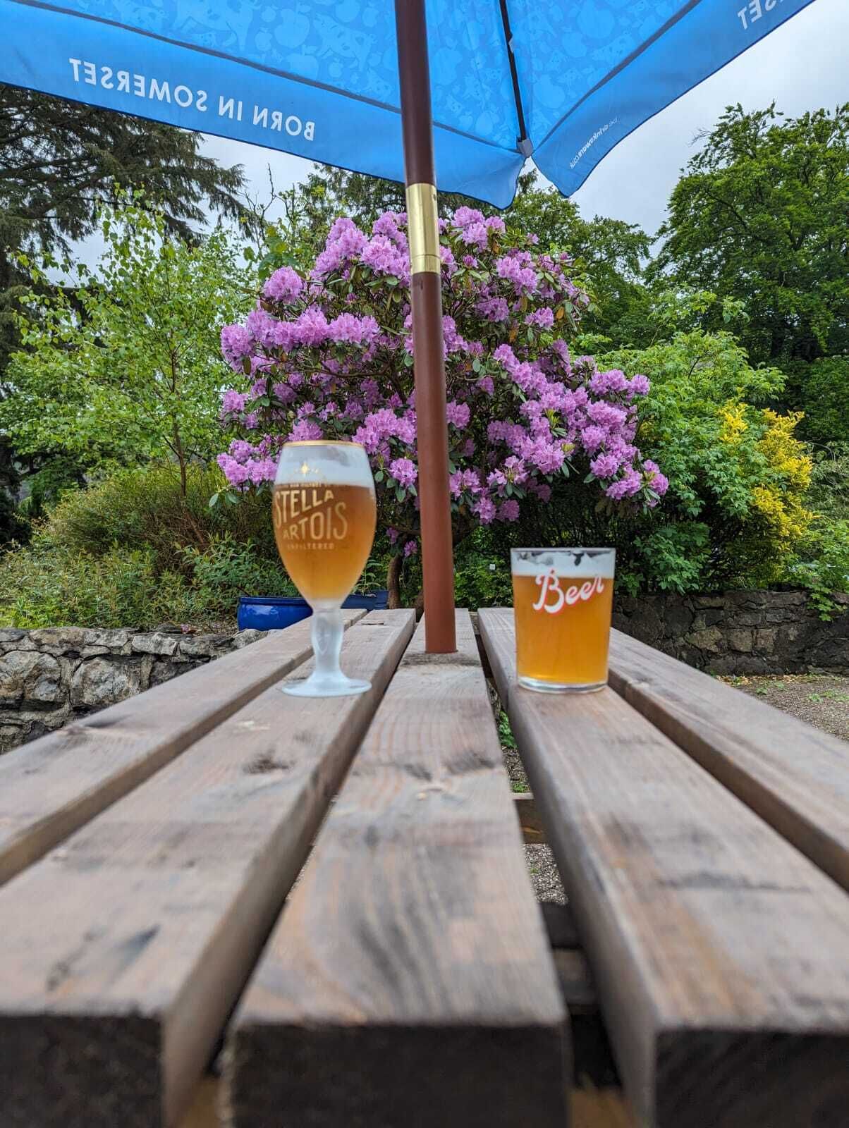 Twee glazen bier op een houten tafel, onder een blauwe parasol, met een achtergrond van paarse bloemen en groen.