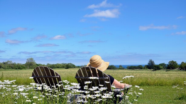 Two Adirondack chairs in a field of white daisies with a clear blue sky in the background. - Torsborgs Gård (Simrishamn)