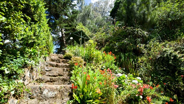 A stone staircase surrounded by lush greenery and various plants. - Mount Mary Inn (Nuwara Eliya)