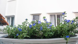 Una planta en maceta con flores azules frente a un edificio.