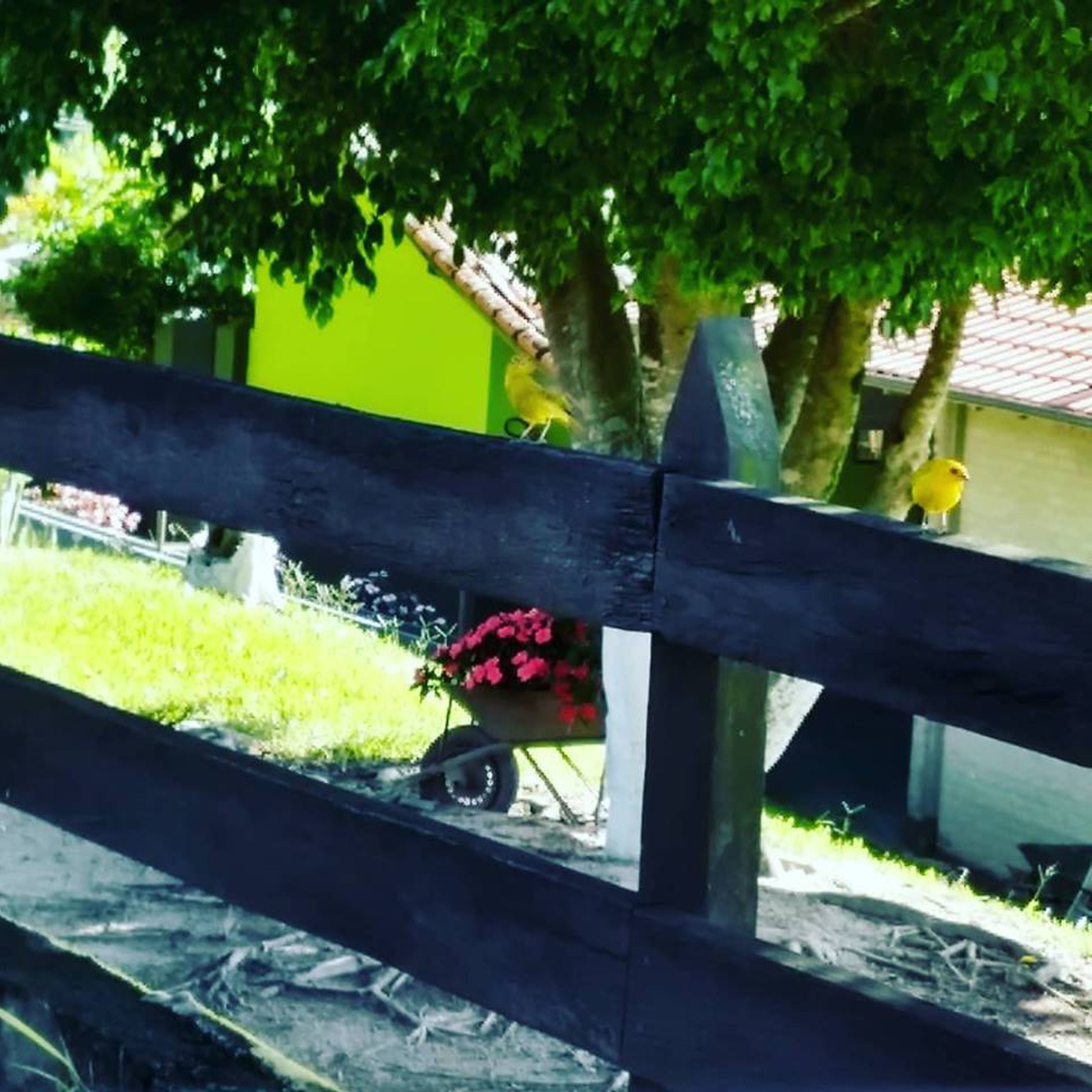 Una staccionata di legno con una carriola piena di fiori rossi e un muro verde sullo sfondo.