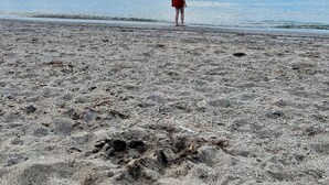 A person standing on a sandy beach with a calm sea and a clear sky in the background. - Lake Front Cottage Perfect for Fisherman, Birders,  and Family Vacations. (Oak Harbor)