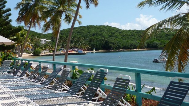 Vista de la playa con filas de tumbonas, palmeras y una vista despejada del mar.