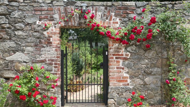 Un arco de piedra con un portón negro, rodeado de rosales rojos y follaje.