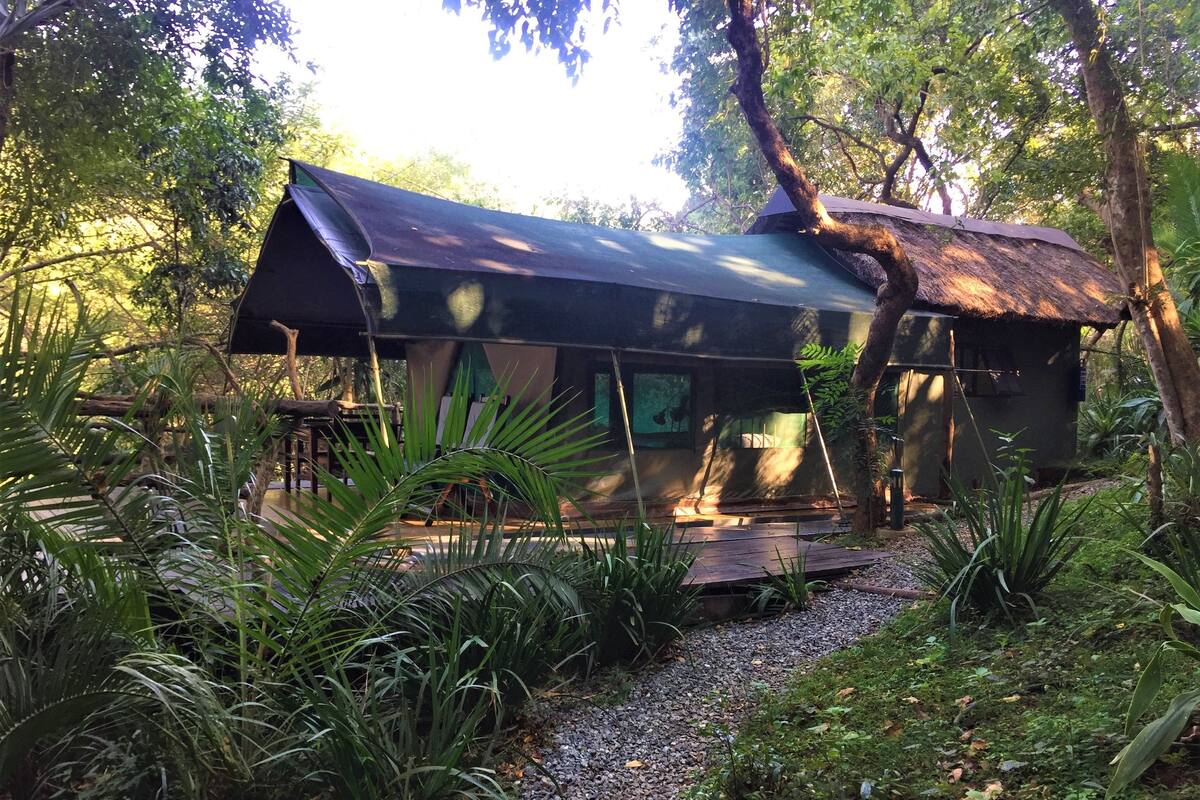 A rustic cabin with a thatched roof, surrounded by lush greenery and a gravel path.