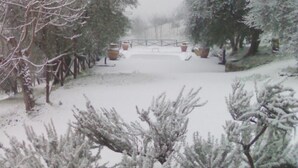 A snow-covered garden with trees and planters.