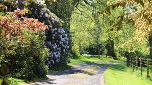 A gravel path flanked by dense shrubbery and flowering plants, leading through a lush, green landscape. - GARDEN COTTAGE, near St Andrews.Glorious, country location. New prices available (cupar fife)