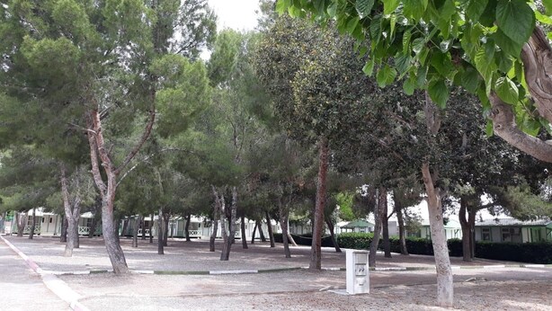 A park with rows of trees and a gravel path. - Camping La Paz (Murcia)