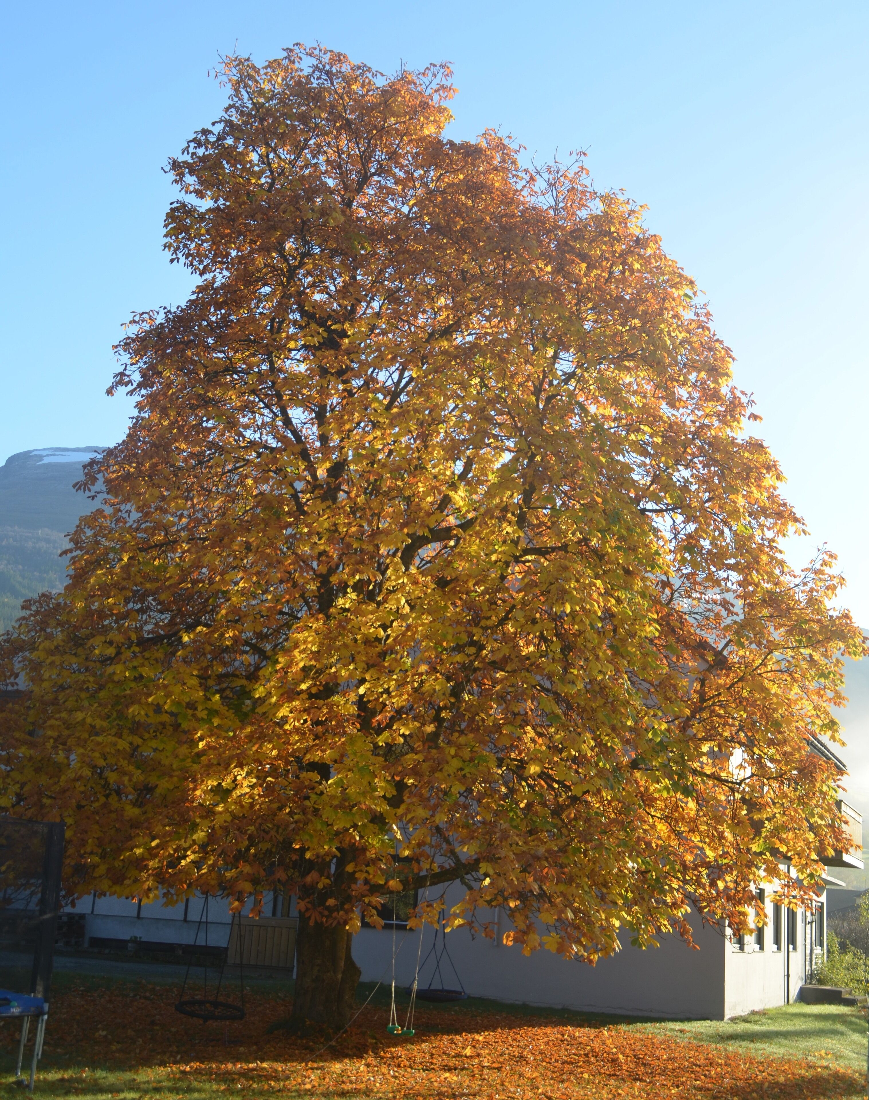 traditional twin room | 1 bedroom, pillow-top beds, desk, laptop workspace