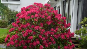 En stor busk med lyseblå blomster foran en hvid bygning med dør og vinduer i sort.