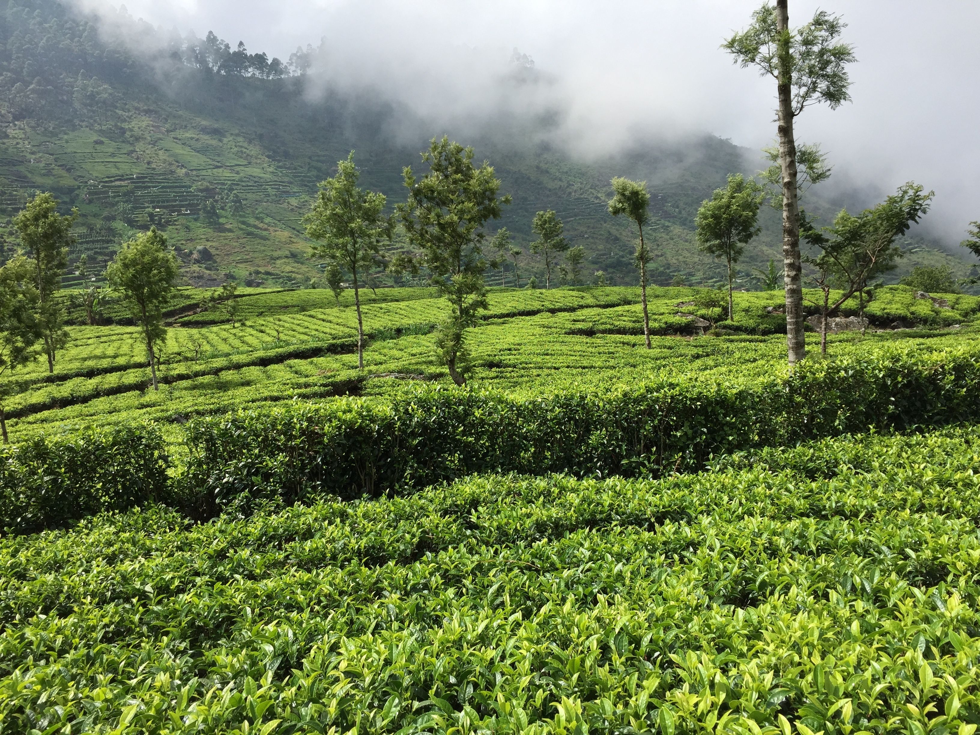 A lush tea plantation with terraced fields and scattered trees.