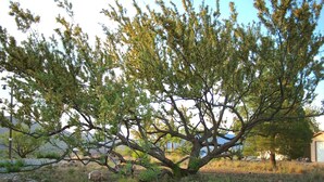 A tree with sprawling branches in a landscaped area with a red pot on a stone pedestal. - The Historic Clarkdale Lodge is your adventure headquarters! (Clarkdale)