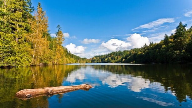 A calm lake surrounded by dense forest.
