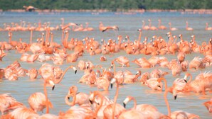 Um grande grupo de flamingos em um corpo de água.