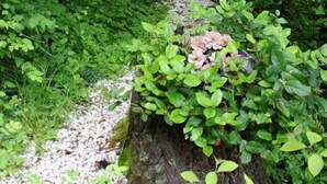 A narrow pathway surrounded by dense green foliage leading to a wooden door. - Emerald Lake Chalet - SUMMERTIME! (Bellingham)