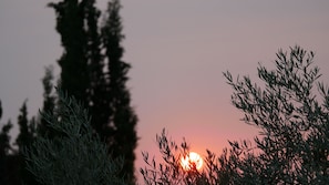 Un coucher de soleil avec les silhouettes d’arbres et du feuillage se détachant sur un ciel rose.