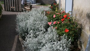 Un jardin avec des rosiers et une clôture en bois.