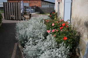 A garden with roses and a wooden fence.