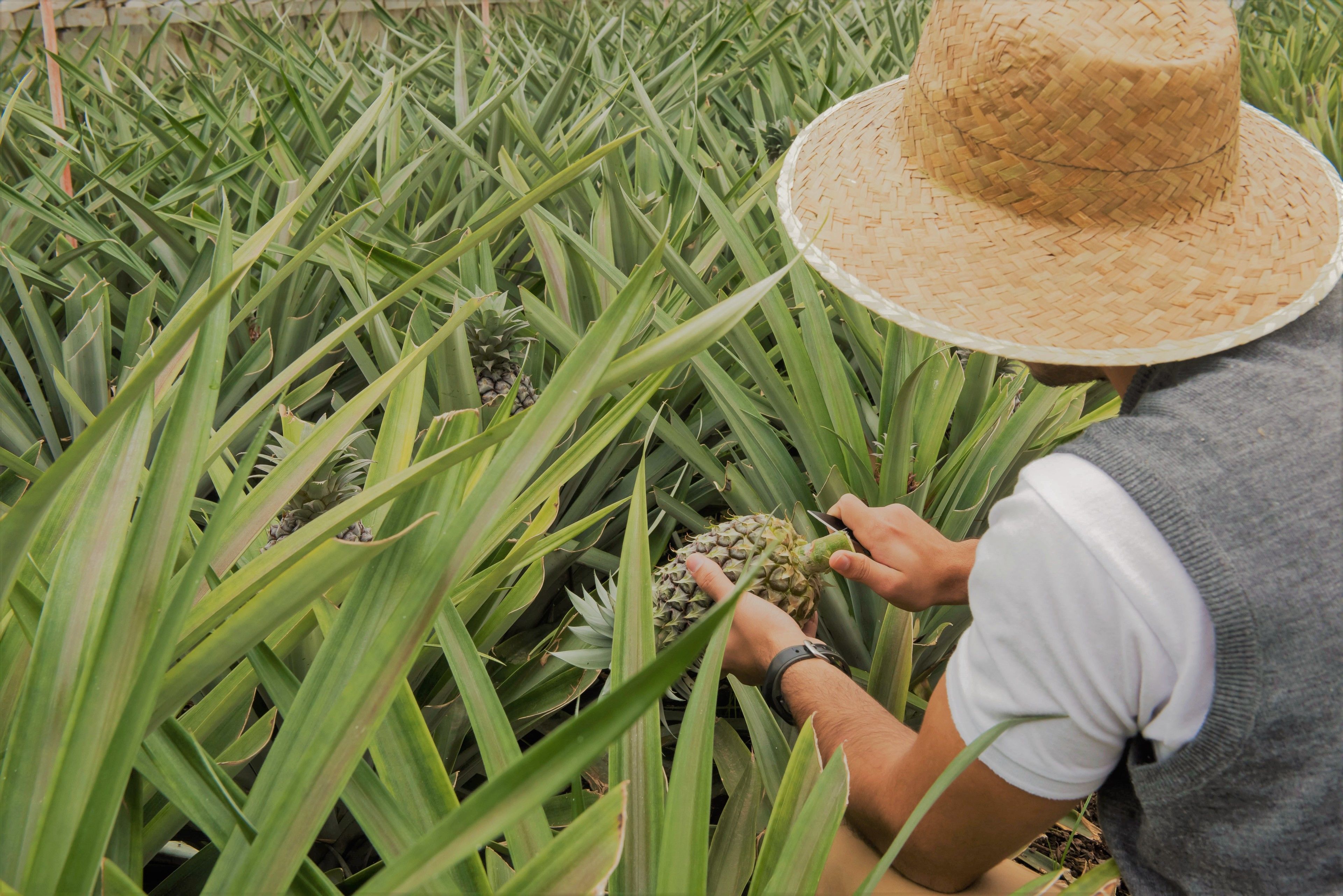 Foto - Herdade do Ananás