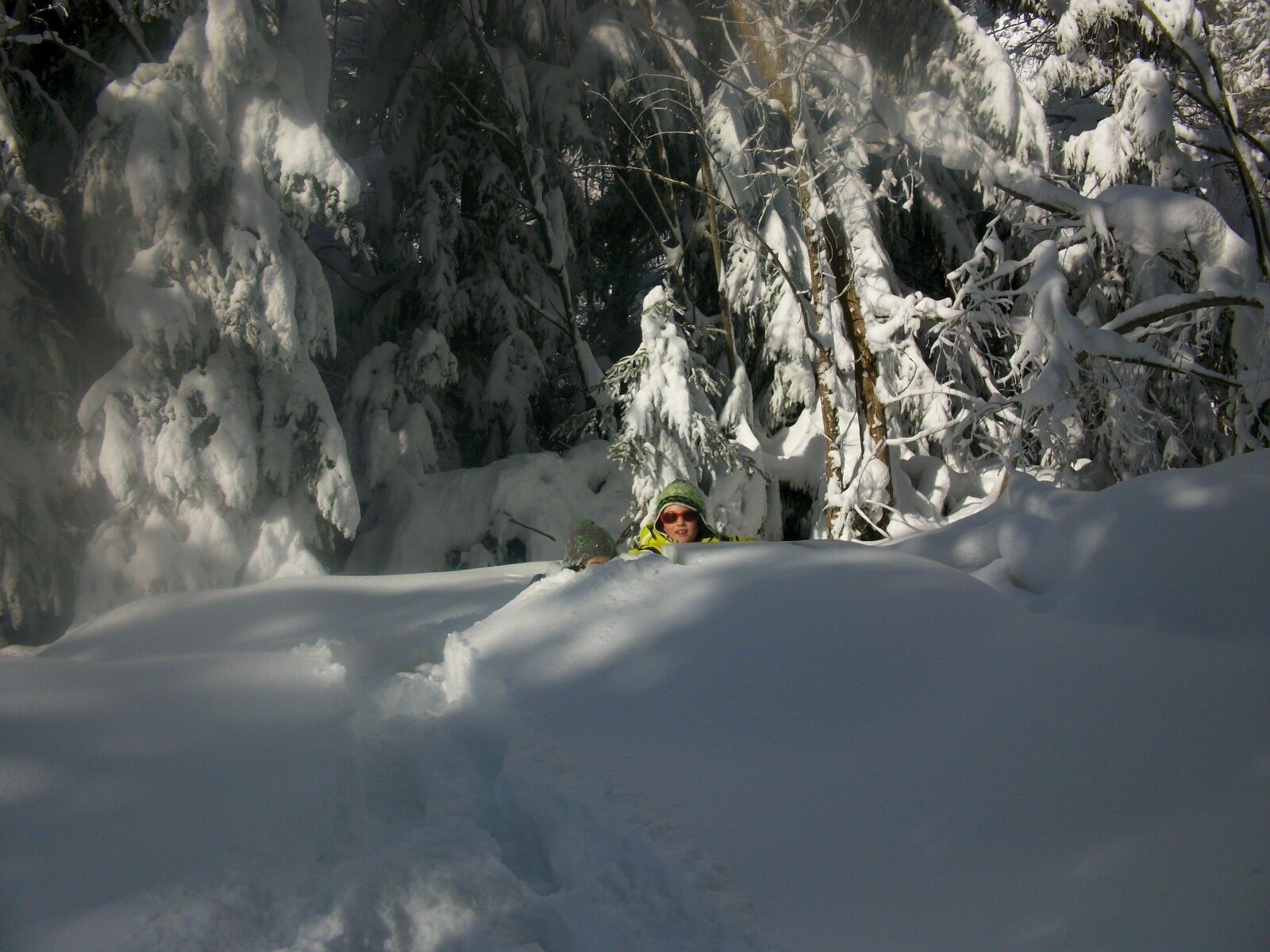 Escena nevada de un bosque con árboles densos cubiertos de nieve.