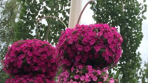 Una estructura con racimos esféricos de flores rosadas.