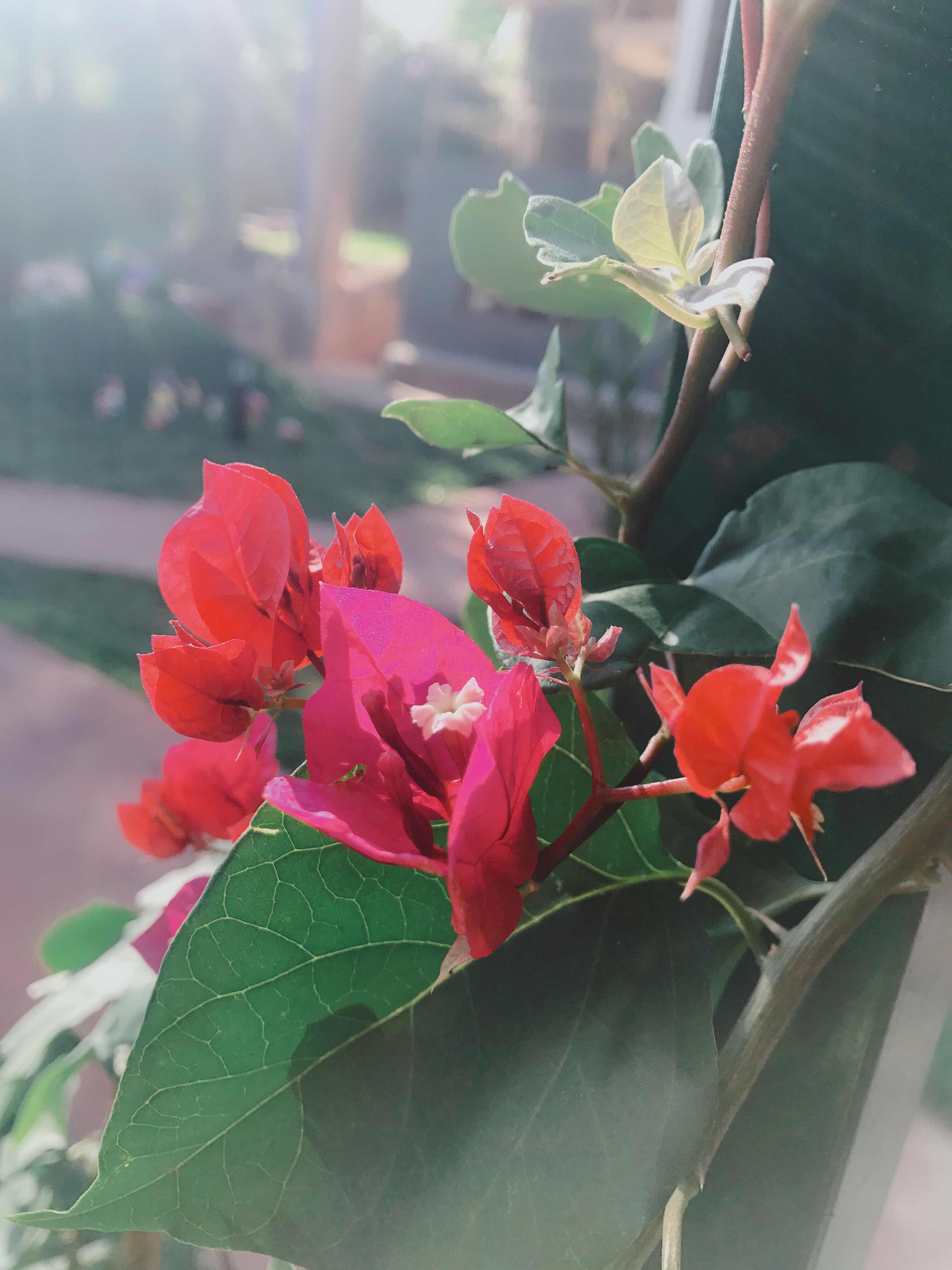 Een close-up van rode bloemen met groene bladeren, waarschijnlijk onderdeel van een tuin of buitenruimte.
