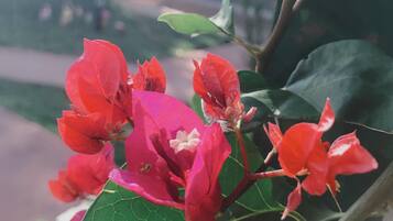 A close-up of red flowers with green leaves, likely part of a garden or outdoor area.