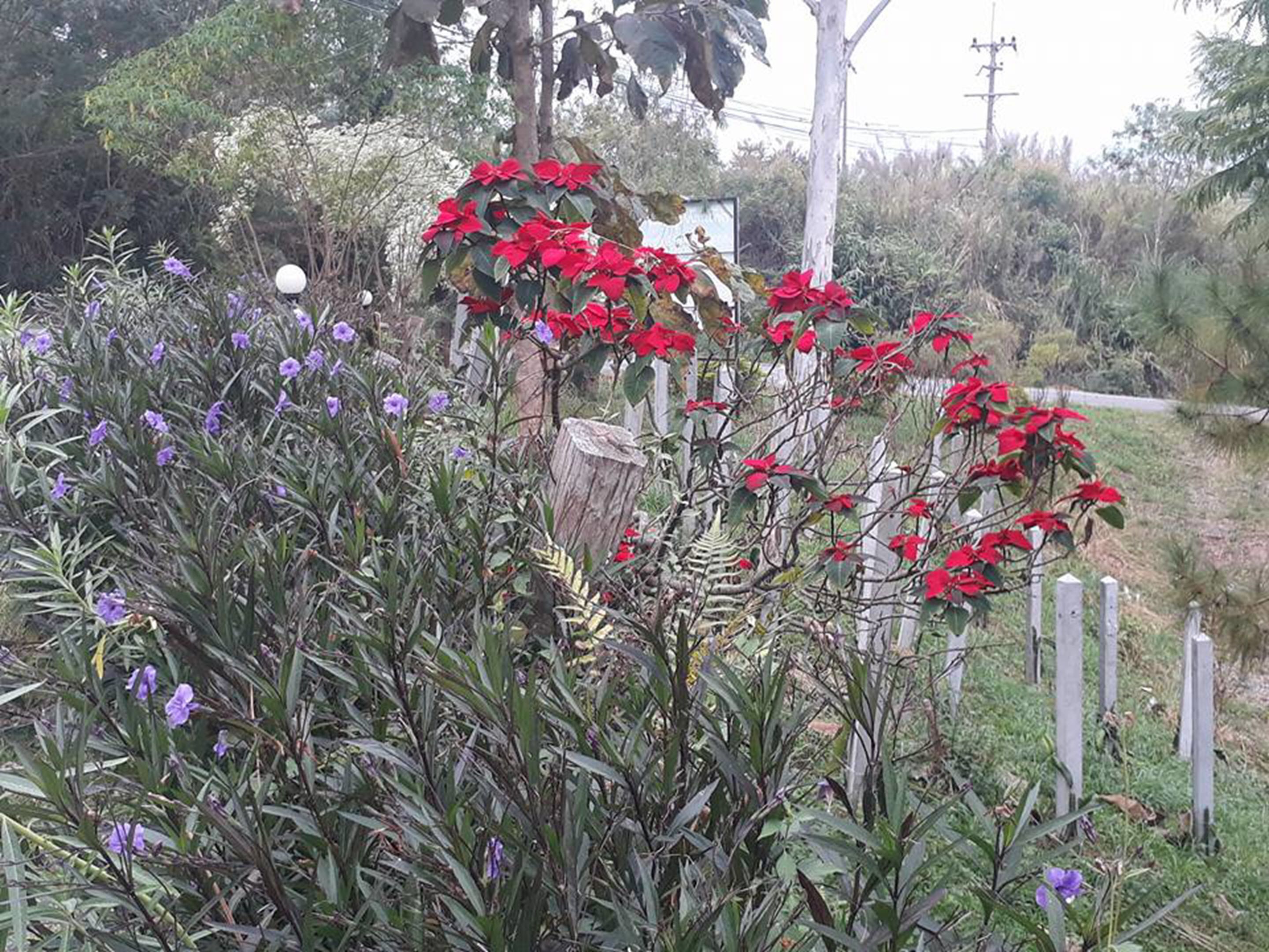 A garden with various plants and flowers, including red and purple blooms, and a wooden fence.