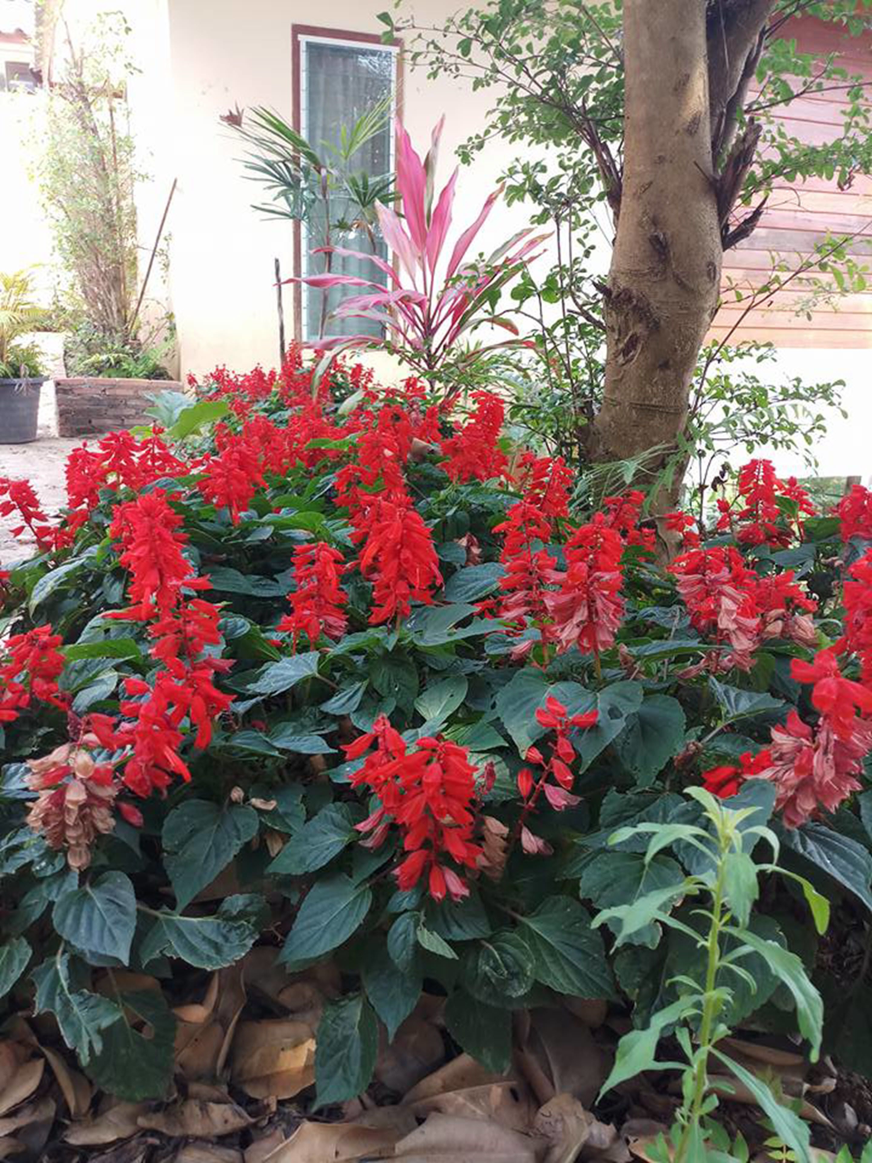Un jardin avec des fleurs rouges et un arbre.